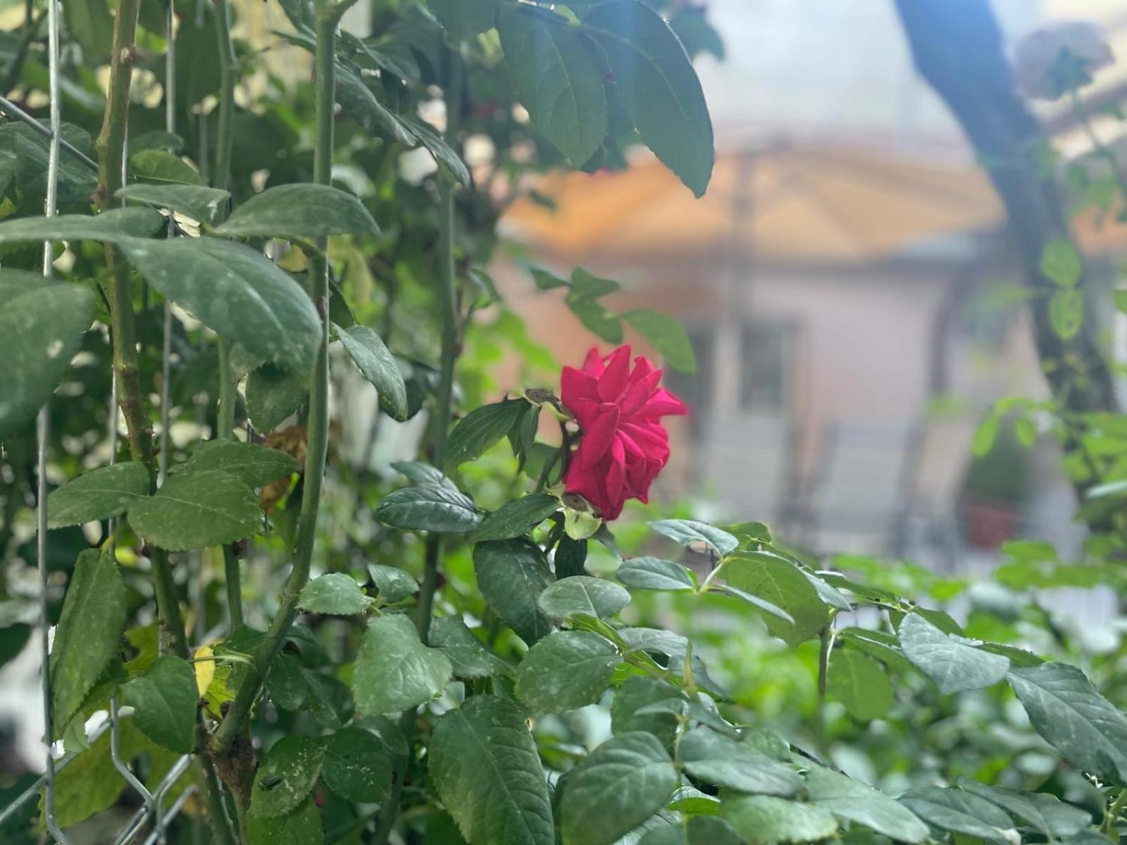 Aminah House Villa Köstence Dış mekan fotoğraf
